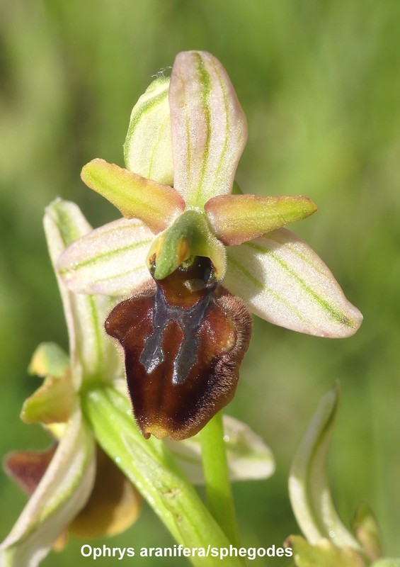 Prime fioriture di orchidee sui Monti della Laga  giugno 2021.